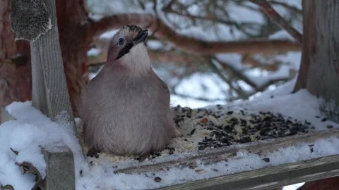 The jay defends its food Stock Footage 326362620