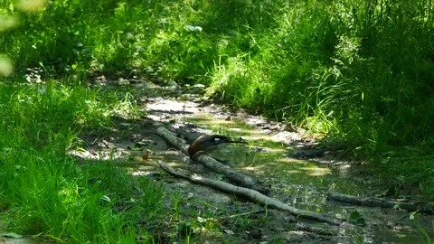 Jay drinks water from a stream in the forest. Stock-Footage 199806055