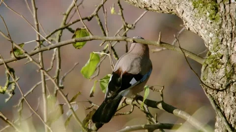 Jay is driven away from a branch by a second jay Stock Footage 285403893