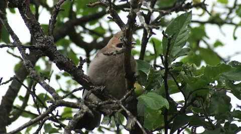 Jay eating apples on the tree Stock Footage 41859619