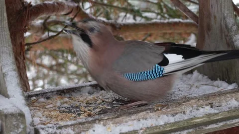 The jay is eating in the bird feeder 스톡 동영상 322027402