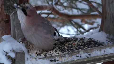 The jay is eating in the bird feeder 스톡 동영상 326362627