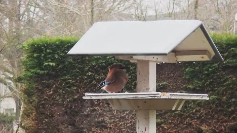 Jay eating bread in birdhouse Stock Footage 148751656