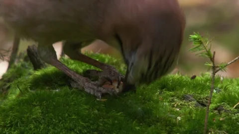 Jay eating a nut while holding it firmly in its claws Stock Footage 324559781