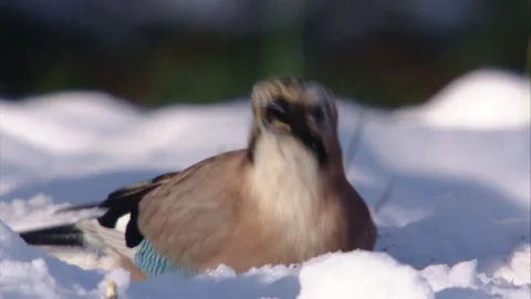 Jay eating something in the snow (close-up) Stock Footage 297887766