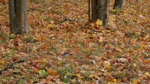 Jay eats in the autumn forest. 스톡 동영상 117921725