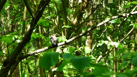 A jay eats on a branch in the forest. Stock-Footage 277204078