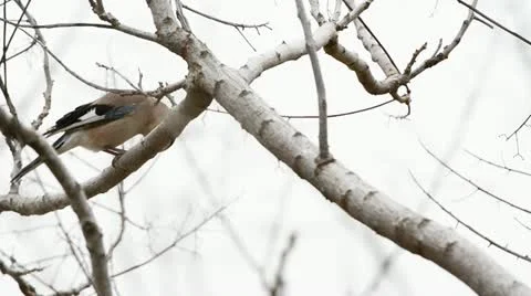 Jay eats bread Stock Footage 21883899