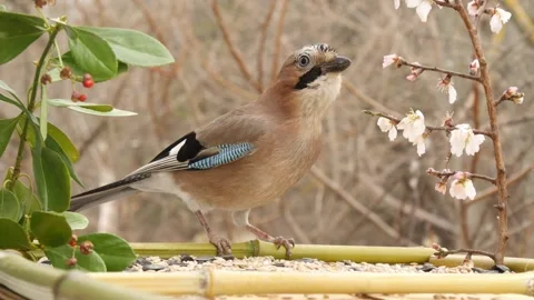 A jay eats food amidst berries and flowers. Stock Footage 345908908