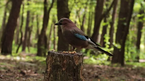 Jay eats in the forest close-up Stock Footage 240316097