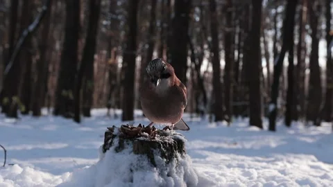 Jay eats nuts on a stump in the forest Stock Footage 228675252
