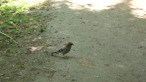 A jay eats plant seeds on the ground in the forest. 스톡 동영상 130729933