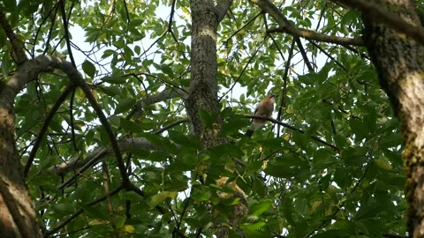 Jay eats sitting on a branch in the forest. 動画素材 139641696