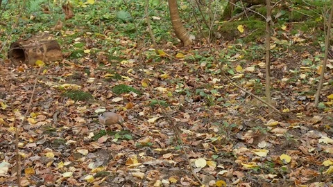 Jay eats a snail in the forest. Stock Footage 117921826
