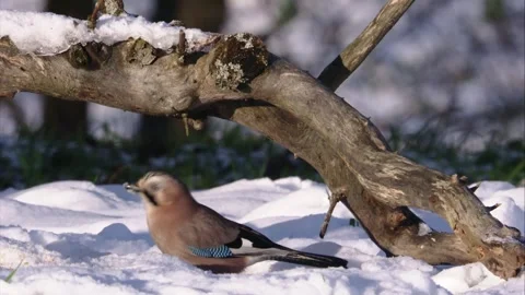 Jay eats something in the snow  Stock Footage 297887774