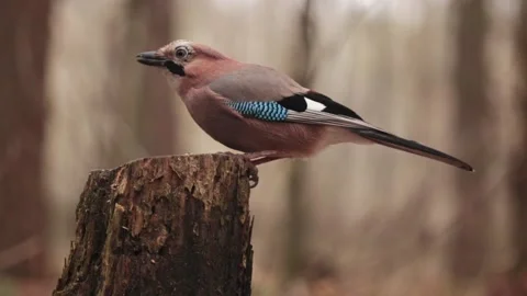 Jay eats walnuts on a stump macro shot Stock Footage 229935949
