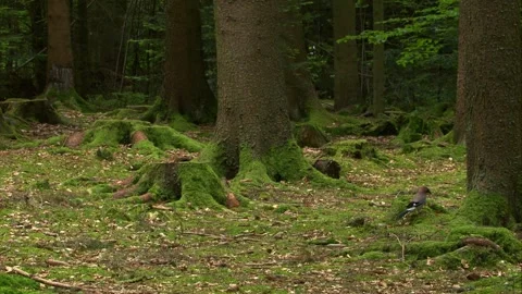 Jay exploring the mossy ground of a dense coniferous forest Stock Footage 324559753