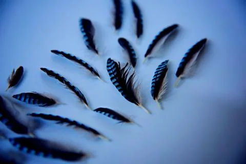 Jay feathers in blue tones. Flatlay Stock Photos