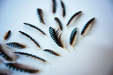 Jay feathers on a white background. Flatlay Fotos Stock