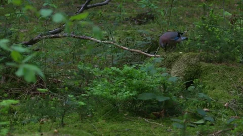 Jay feeding on mossy forest floor in a spruce forest Stock Footage 324559726