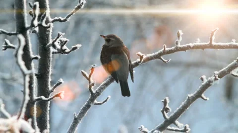Jay flies up in beams of morning sun. Stock Footage