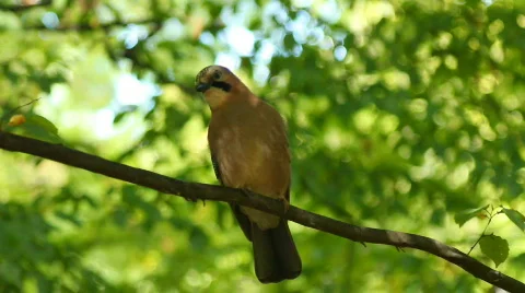 Jay Stock Footage
