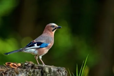 Jay in the forest Stock Photos