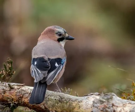 Jay in the forest sitting on a fallen tree Stock Photos
