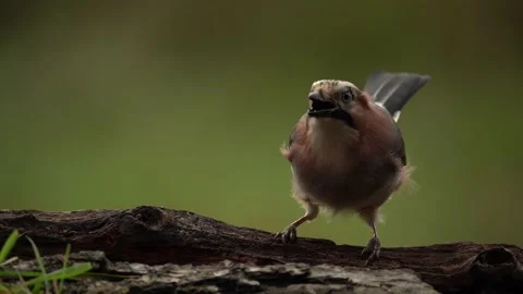 Jay in forest water. Eurasian Jay, Garrulus glandarius, portrait of nice bird wi Stock Footage 164307466