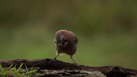 Jay in forest water. Eurasian Jay, Garrulus glandarius, portrait of nice bird wi Stock Footage 164308774