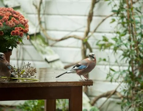 Jay in garden Foto stock