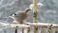 Jay (garrulus glandarius) eating lard (pork fat) - bird feeder. Winter. 6 HD Footage