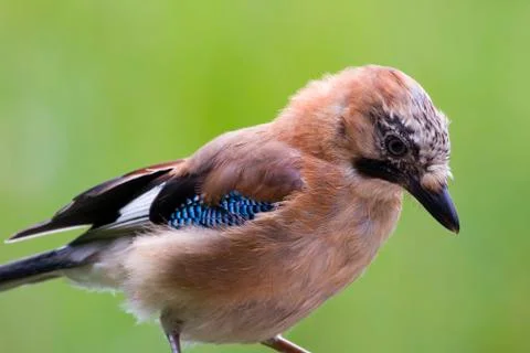 Jay ( Garrulus glandarius ) Stock Photos