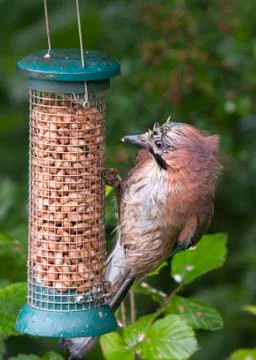 Jay  (Garrulus glandarius) Stock Photos