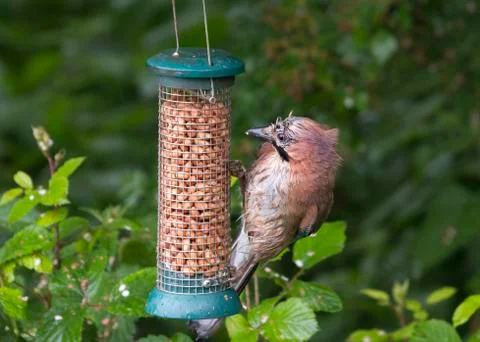 Jay  (Garrulus glandarius) Stock Photos