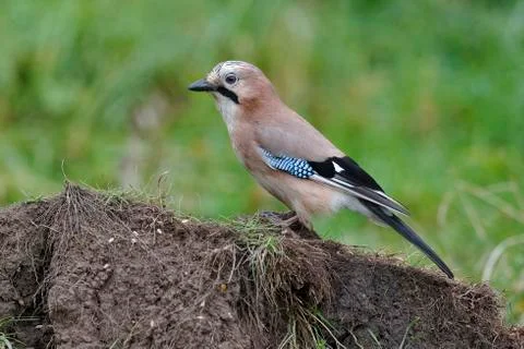 Jay, Garrulus glandarius Stock Photos