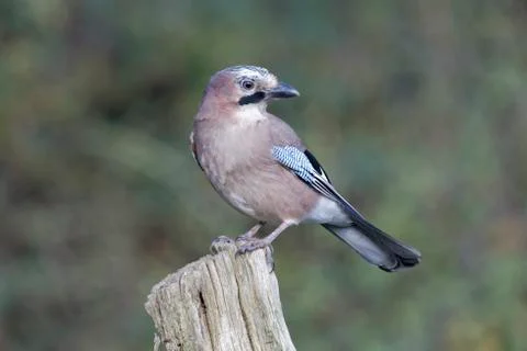 Jay, Garrulus glandarius Stock Photos