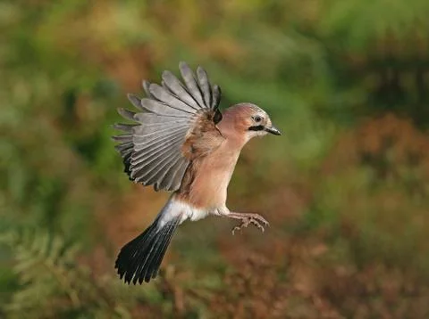 Jay, Garrulus glandarius Stock-Fotos