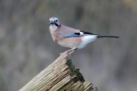 Jay, Garrulus glandarius Stock Photos