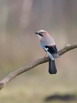 Jay, Garrulus glandarius 스톡 사진