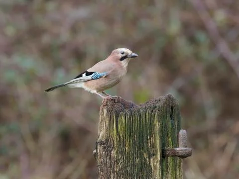 Jay, Garrulus glandarius 스톡 사진