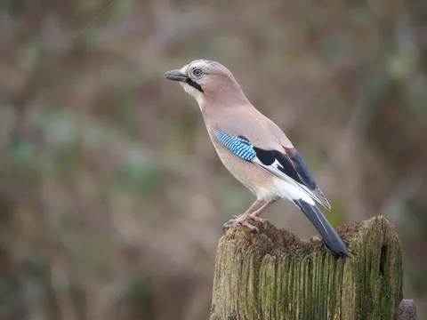 Jay, Garrulus glandarius Stock Photos