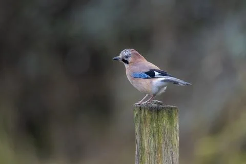 Jay-Garrulus glandarius. Stock Photos