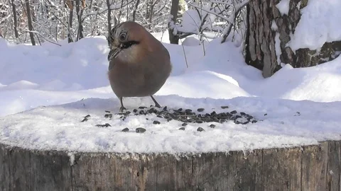 Jay Garrulus glandarius winter on the feeder pecks sunflower seeds Stock-Footage 118660917