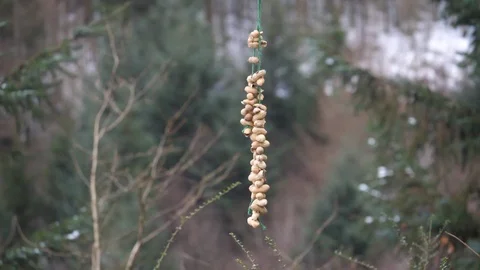 Jay Garrulus glandiarius attempting to take peanuts from string Stock Footage 87046578
