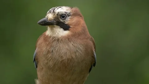 Jay Garrulus glandiarius close up of head and shoulders Stock Footage 82656789
