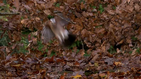 Jay Garrulus glandiarius flies into frame collects acorns and flies out Stock Footage 82661749