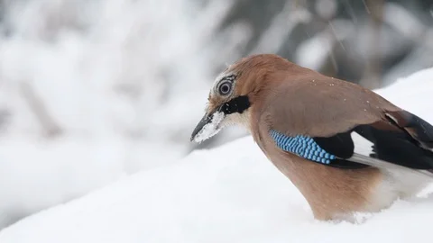 Jay Garrulus glandiarius foraging in deep fresh snow Stock Footage 87053828