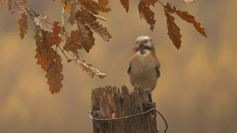 Jay Garrulus glandiarius pair taking acorns from rotting gatepost Stock Footage 108056772