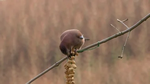 Jay Garrulus glandiarius at peanut string Stock Footage 82664163